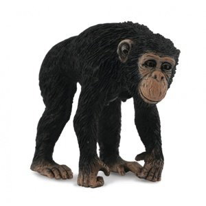 Collecta Šimpanz samica